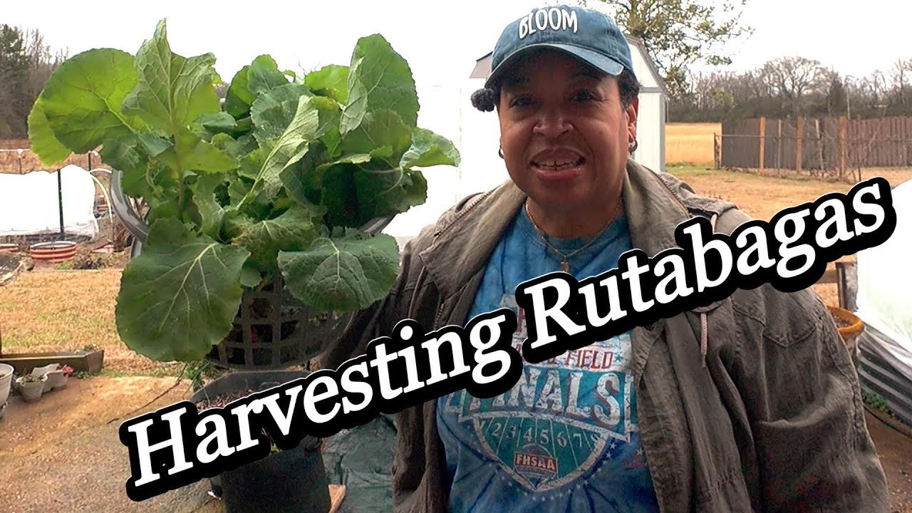 Harvesting FRESH Veggies and Herbs Easily?