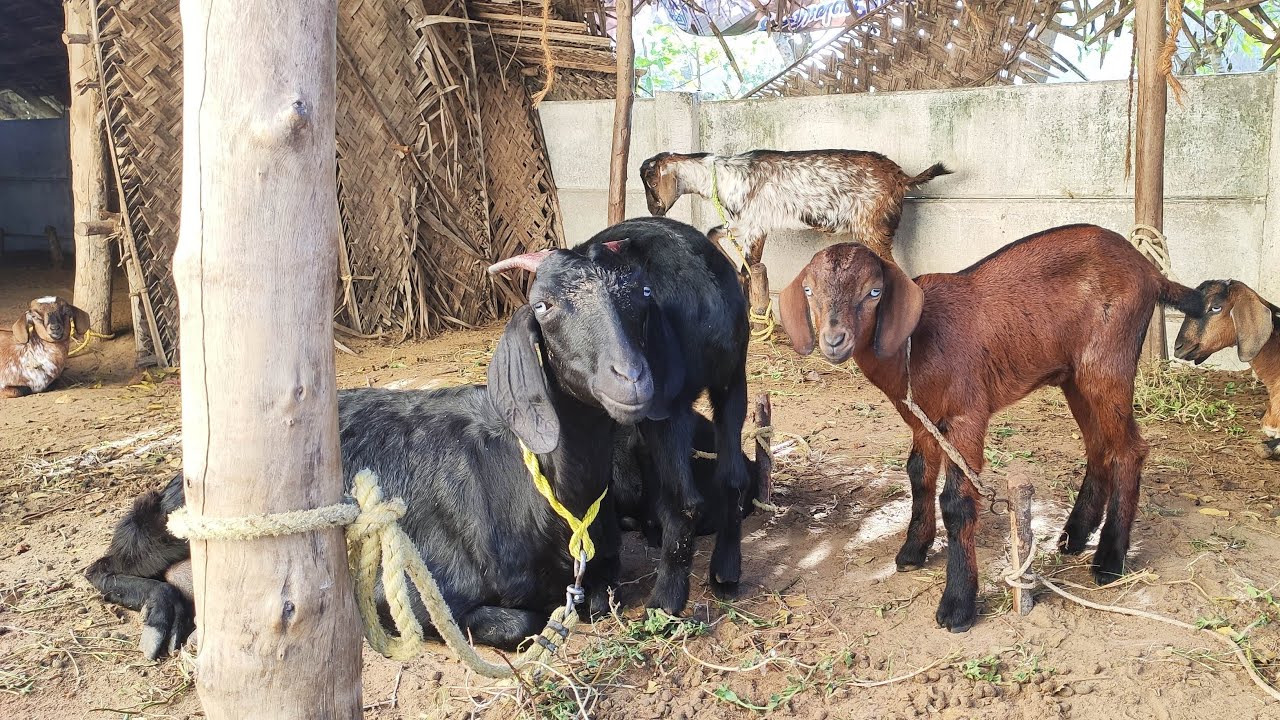 ஆடுகளுடன் நேரலை🦙🚜🐄🌾 @aadhiraimsyworld