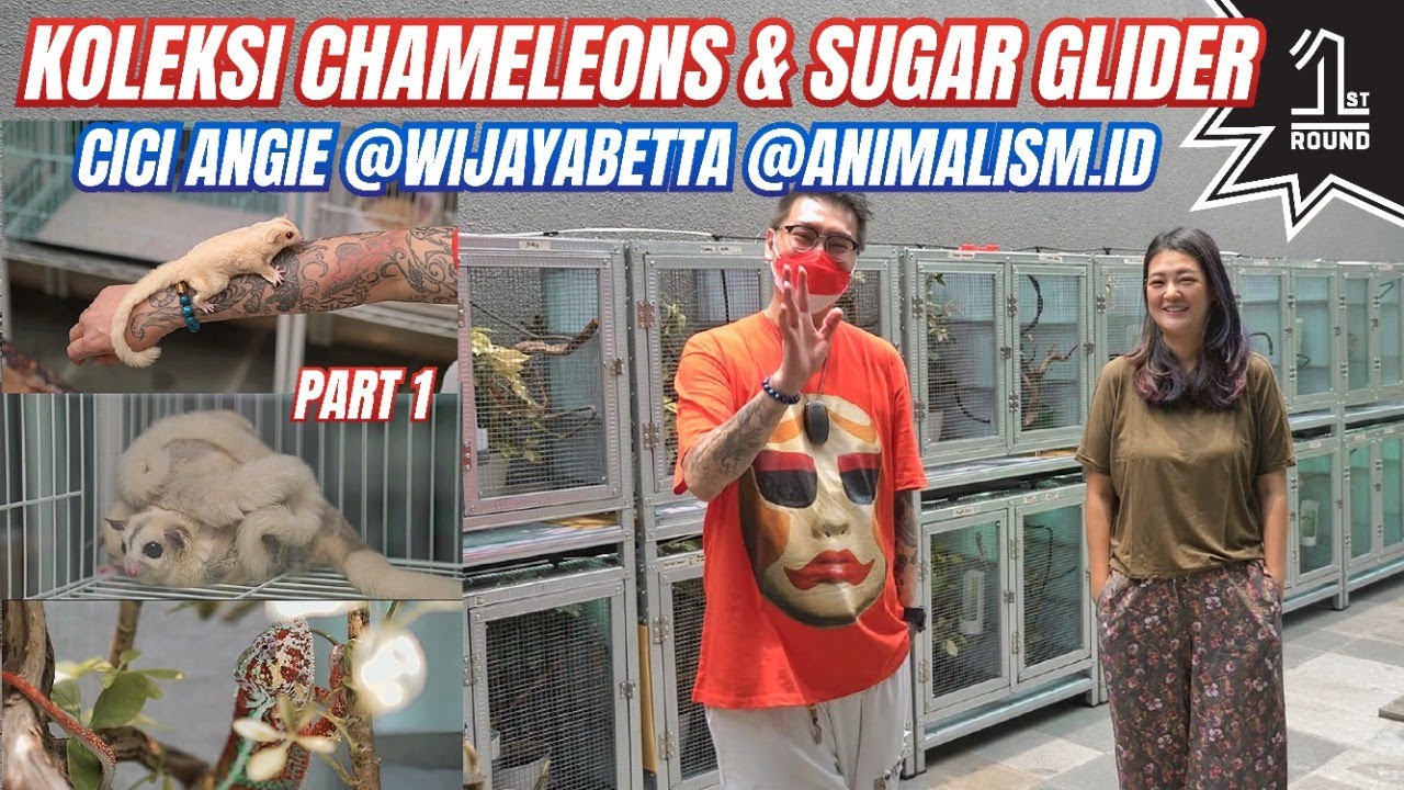 Intip Koleksi Exotic Pet Cici Cantik Angie Wijaya Betta, Ada Chameleons, Sugar Glider, DLL! - Part 1