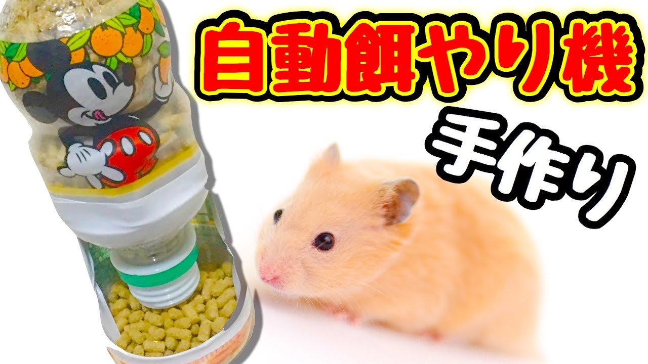 「小動物用」自動餌やり機作り方‼️空きペットボトルで作れちゃう😆ハムスター、小動物にピッタリです♪簡単DIY
