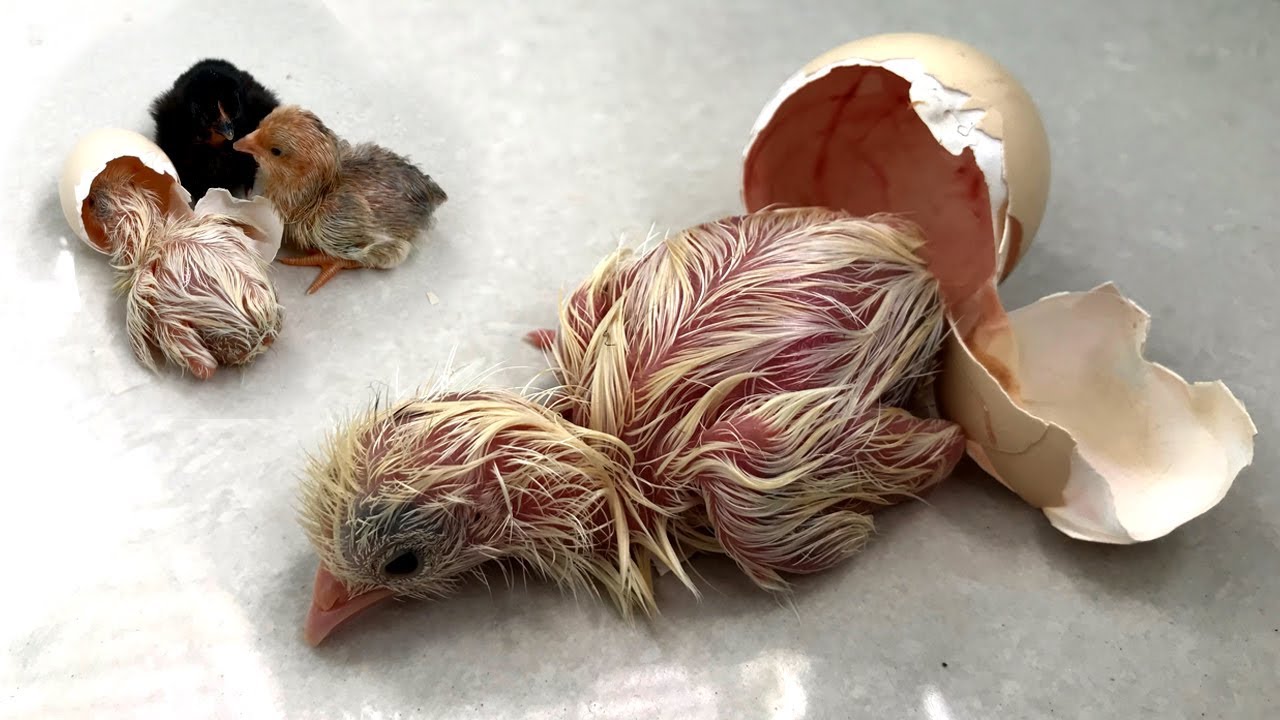 Hen Harvesting Eggs and New Baby Chicks Come Out From Egg shell