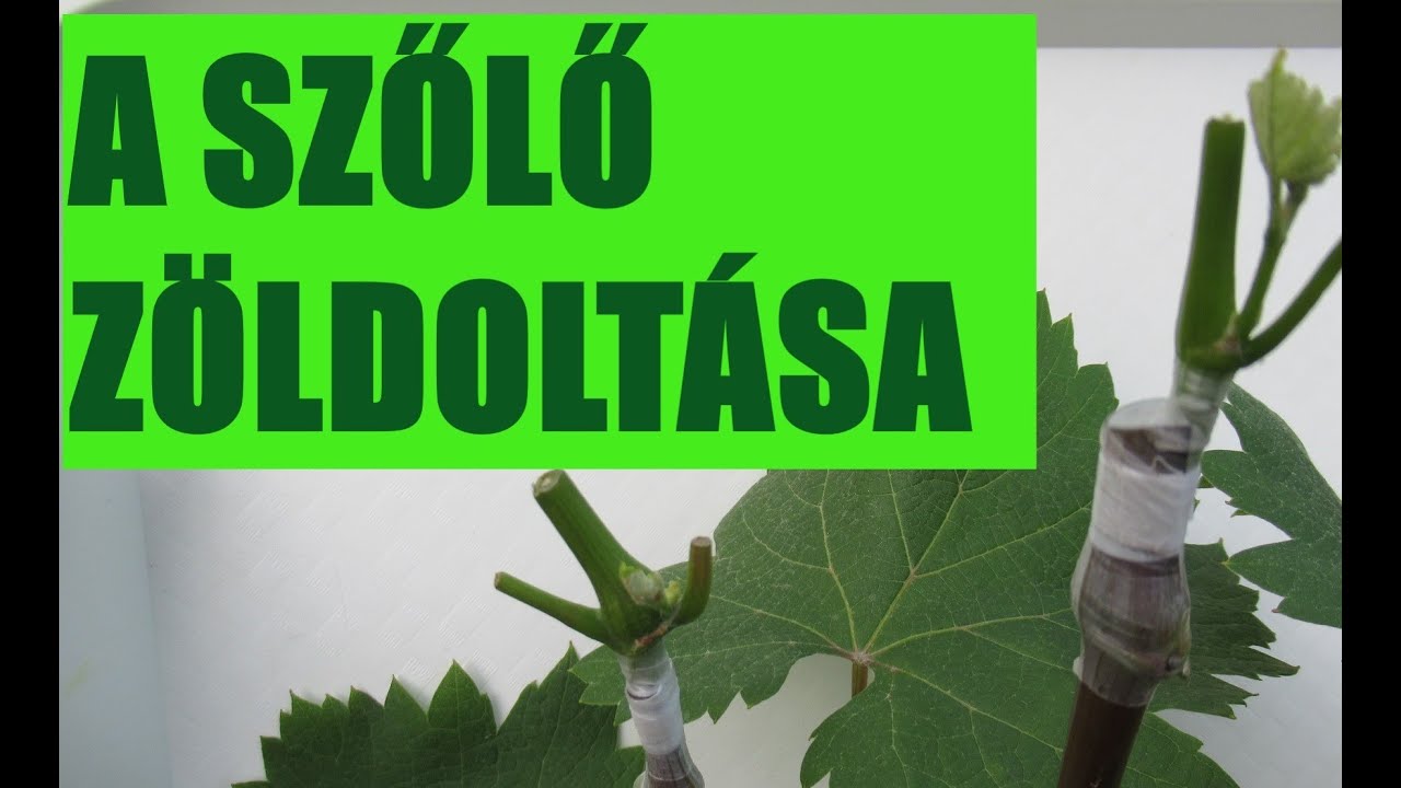 A szőlő zöldoltása