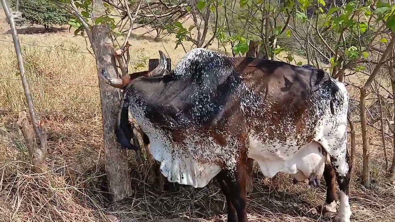 Miren como sele mescla  la comida alas vacas 🐄🐄🇸🇻🤠💪