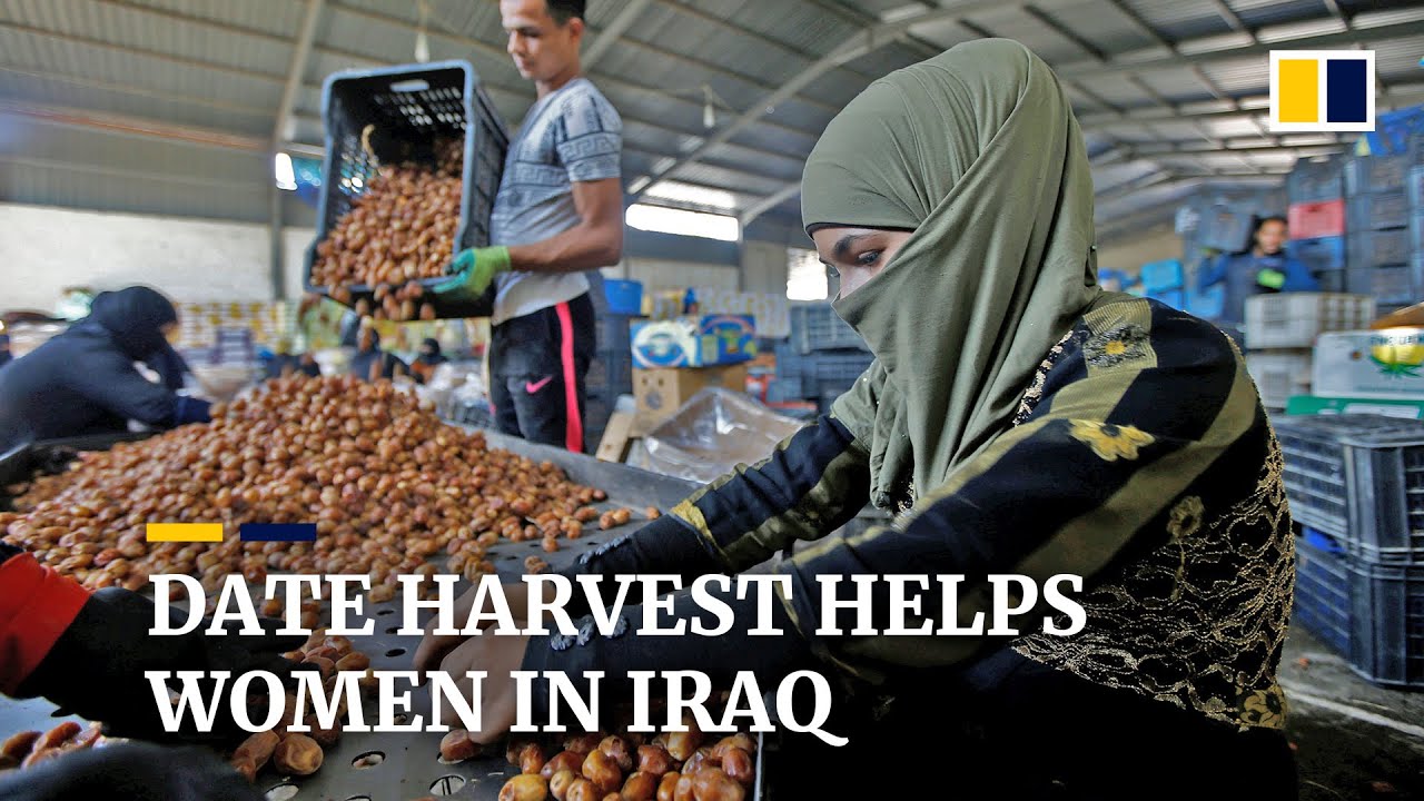 Date harvest a lifeline for vulnerable women in Iraq as pandemic deepens economic woes