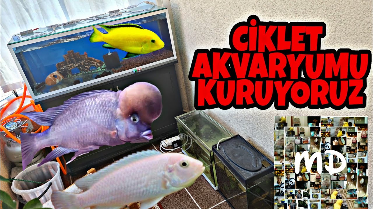 CİKLET AKVARYUMU KURUYORUZ