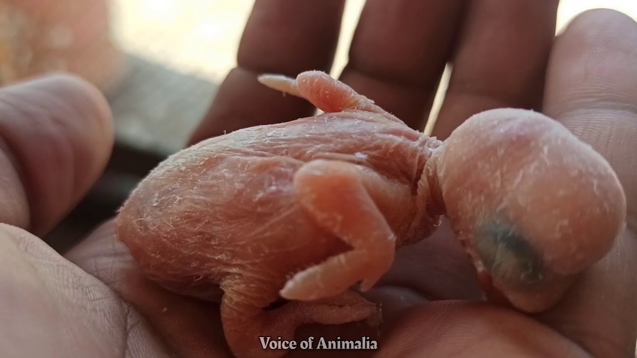 What to do if parents do not feed the chick? | Voice of Animalia