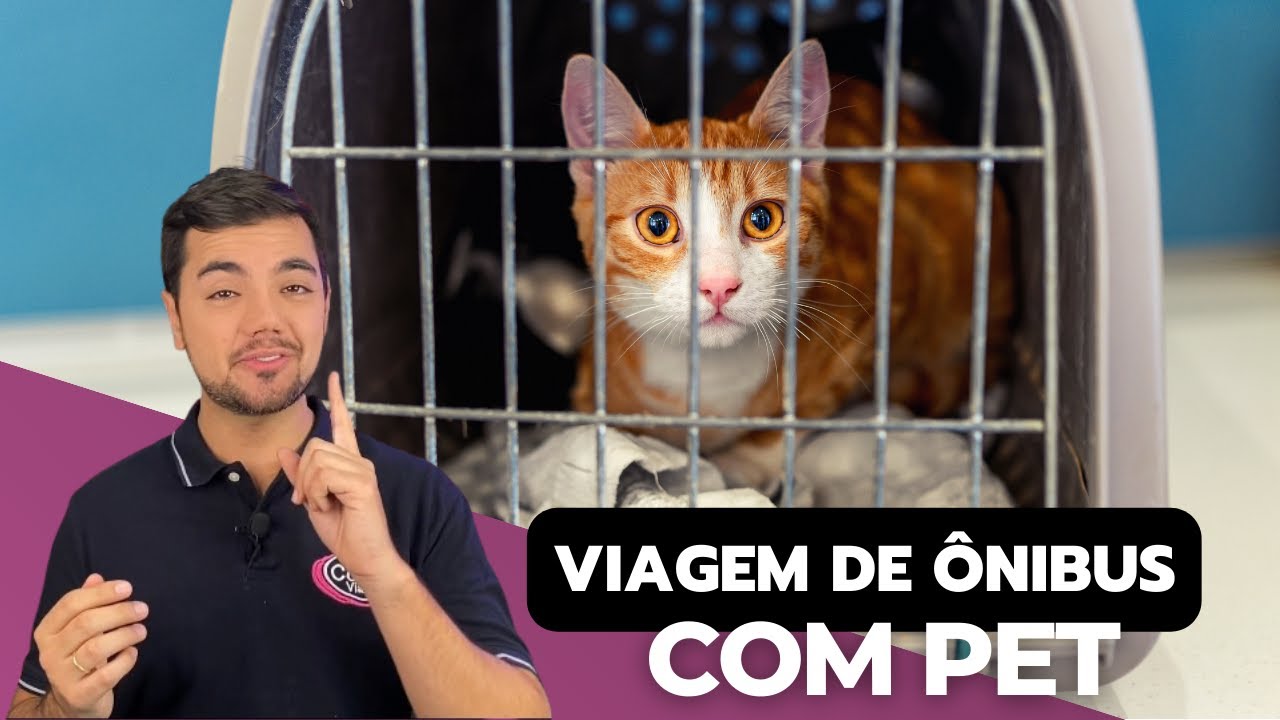 PODE VIAJAR COM ANIMAL NO ÔNIBUS? Tudo o que você precisa saber para viagem com seu pet de ônibus