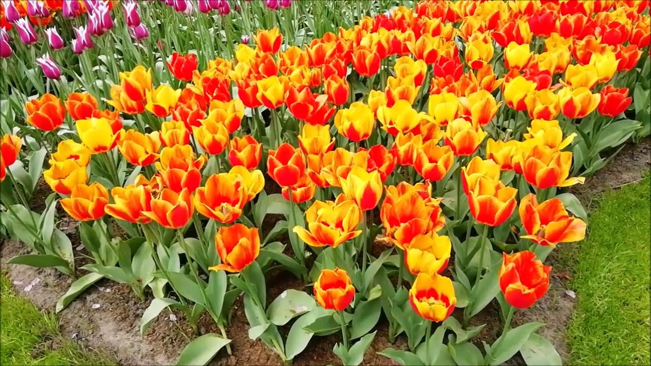 Keukenhof - Olanda