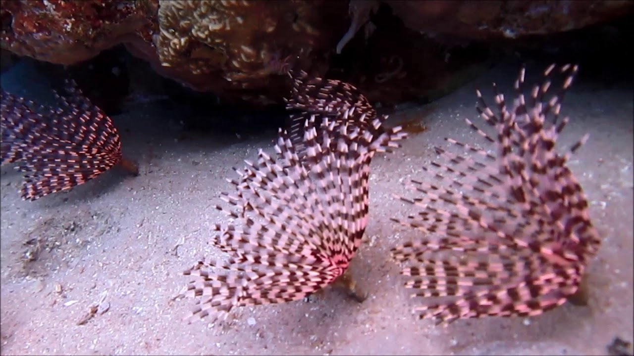 Sea flowers red sea underwater