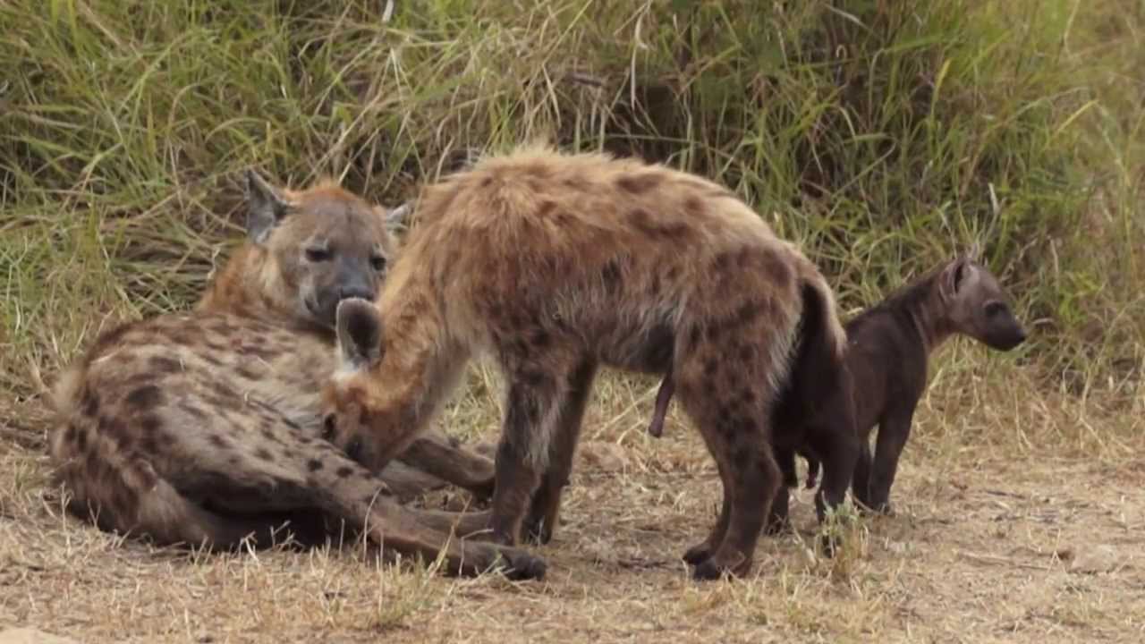 Morning with a Hyena Pup