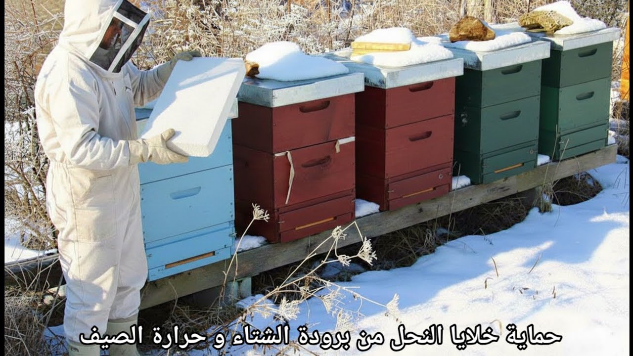 طريقة عزل خلايا النحل في الشتاء و الصيف (تشتية النحل)