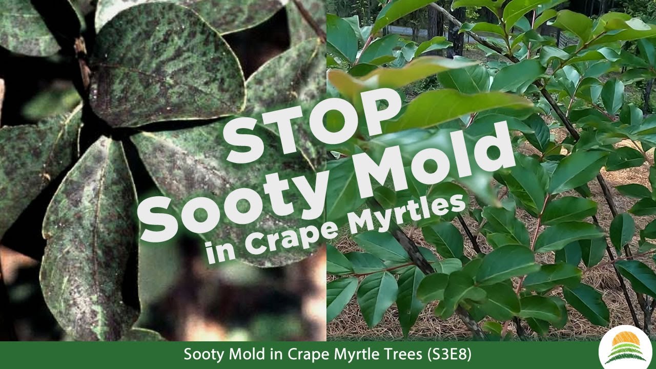 Sooty Mold in Crape Myrtle Trees ☀️ (S3E8)