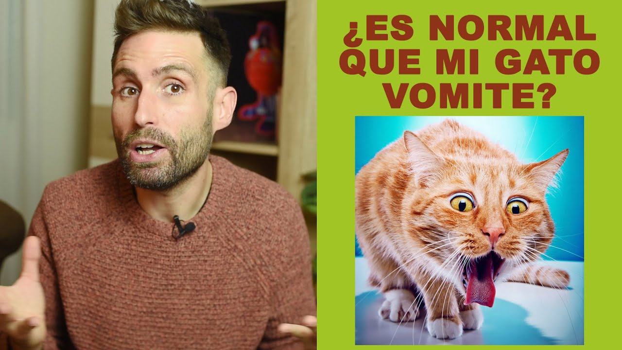 ¿Es normal que mi gato vomite frecuentemente?