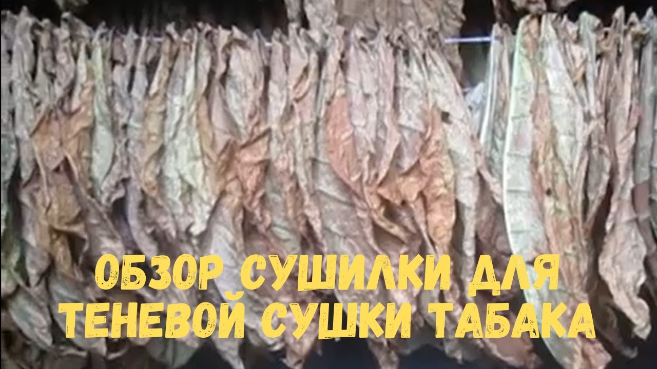 Обзор сушилки для теневой сушки табака