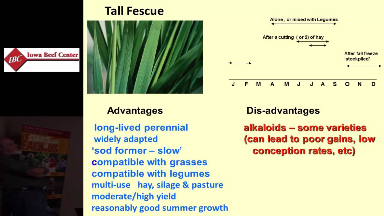 Cool Season Forage Species