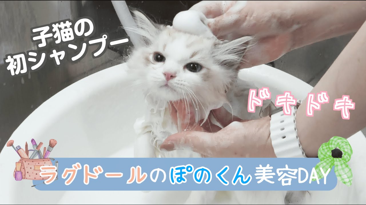 【初シャンプー】子猫ラグドールの初めてのシャンプー