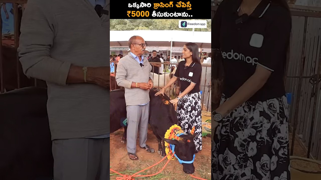 Rs.5000 Per Punganuru  Cow Meeting! #shorts #punganurcow #punganur
