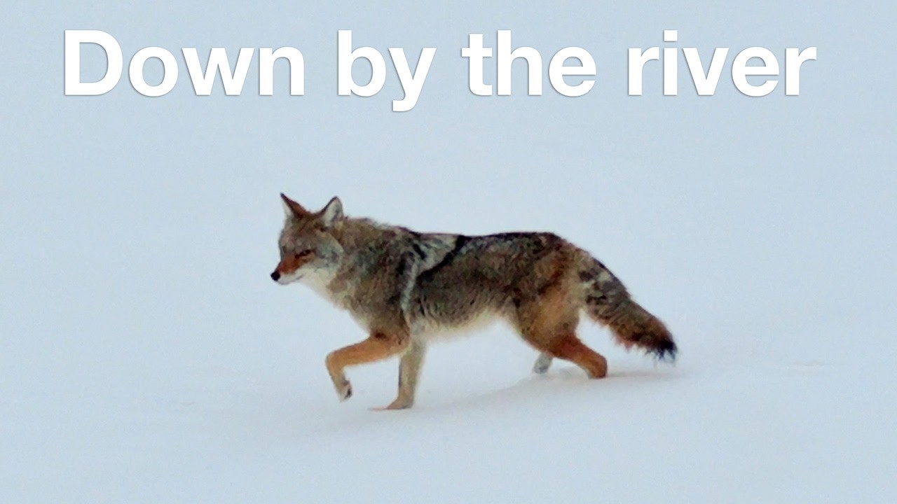 Down by the River, Feb 2026