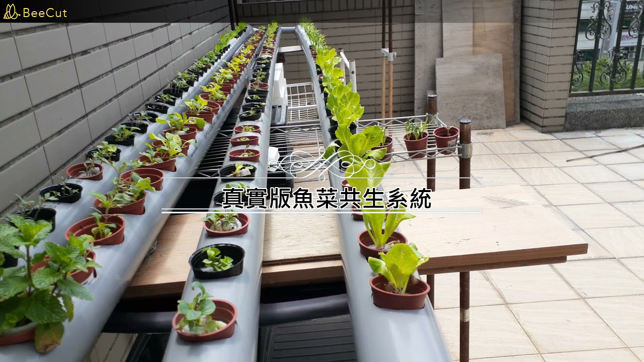 夢想起飛~真實版魚菜共生系統
