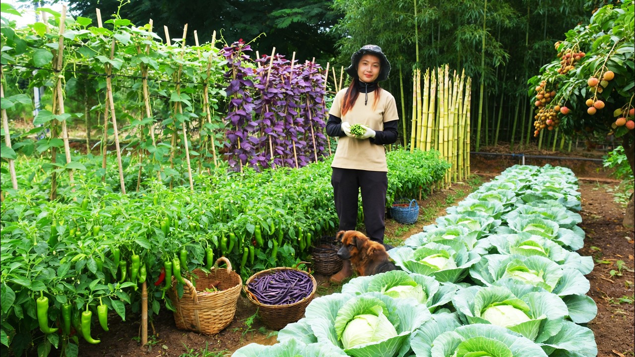 Harvest Farm Produce: Chili Peppers,Yardlong Beans, Bamboo Shoots, Longan To Sell And Cook With Them