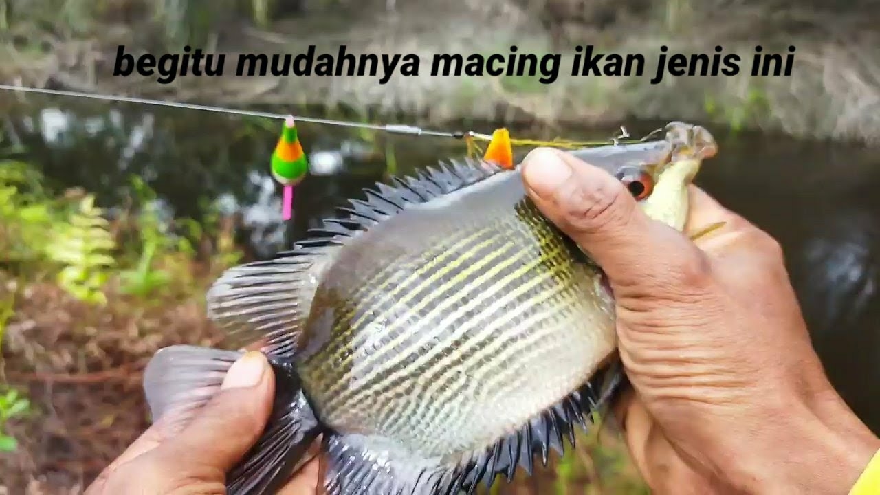 TRIK AMPUH MANCING IKAN BIAWAN/TEMBAKANG