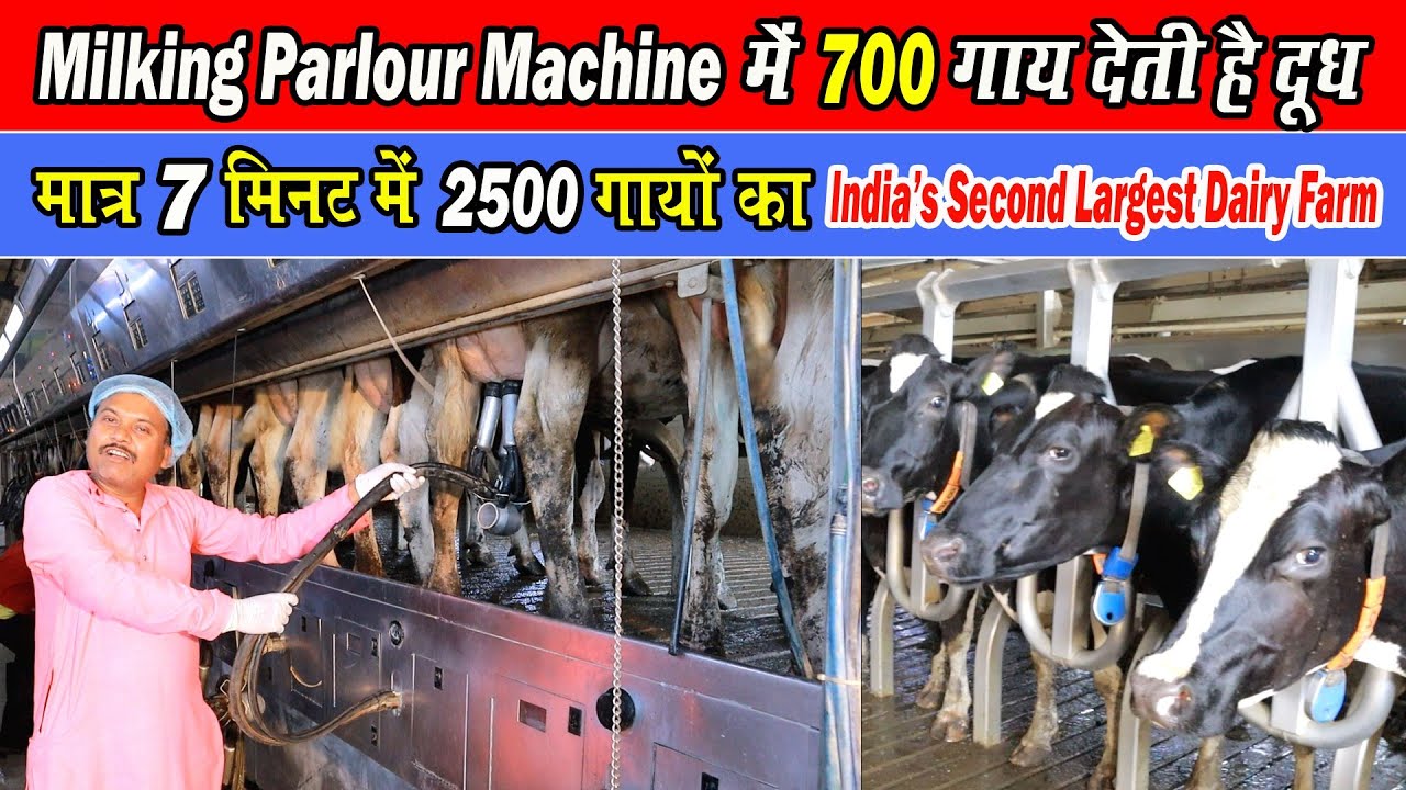 🐄 Milking Parlour Machine में 700 गाय देती‌ है  दूध।। 700 cows give milk in milking parlor machine