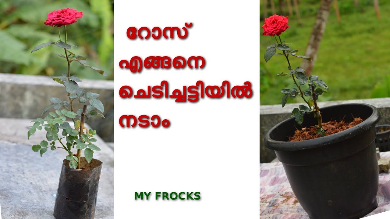 rose gardenining at home in malayalam PART 2 / rose pottting / റോസ് എങ്ങനെ ചെടിച്ചട്ടിയിൽ നടാം