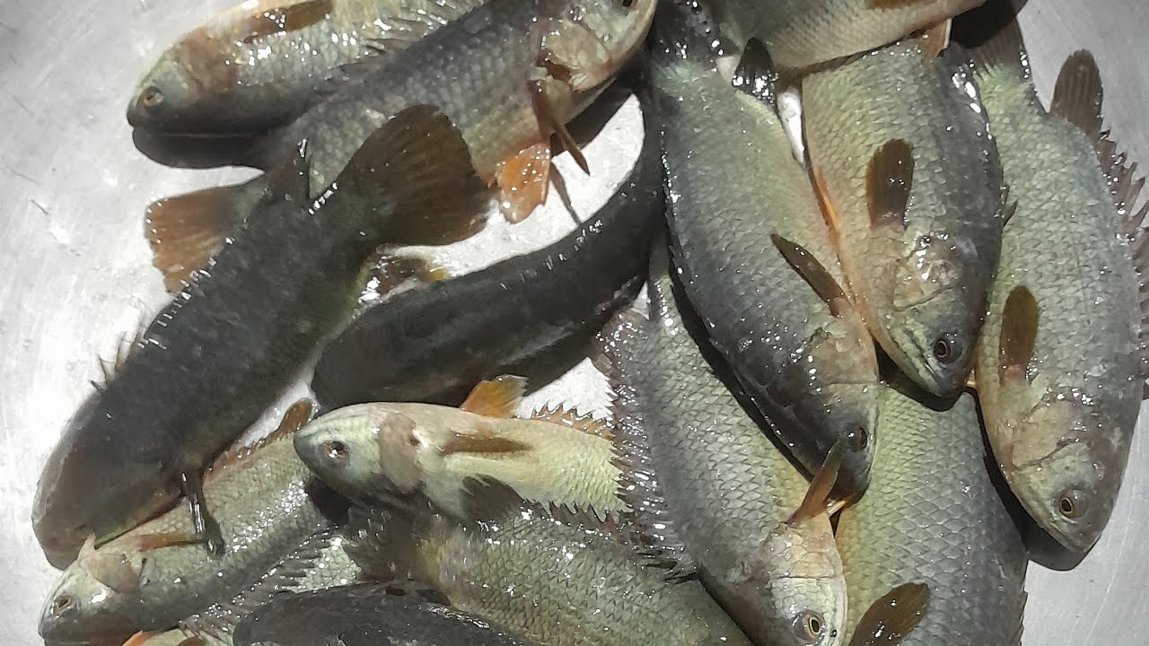 আমার বাড়ির পুকুরের মাছ-----🦈🦈🦈🐠🐠🐠🐟🐟