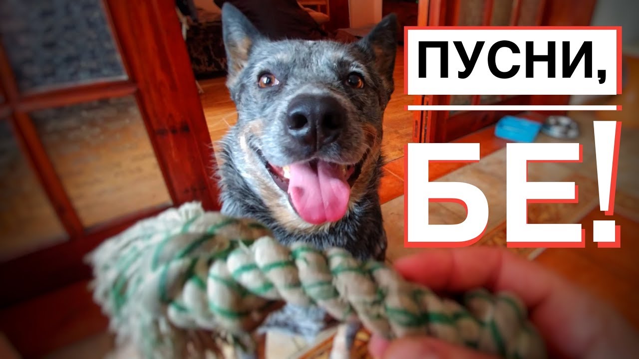 Как да науча кучето си на 