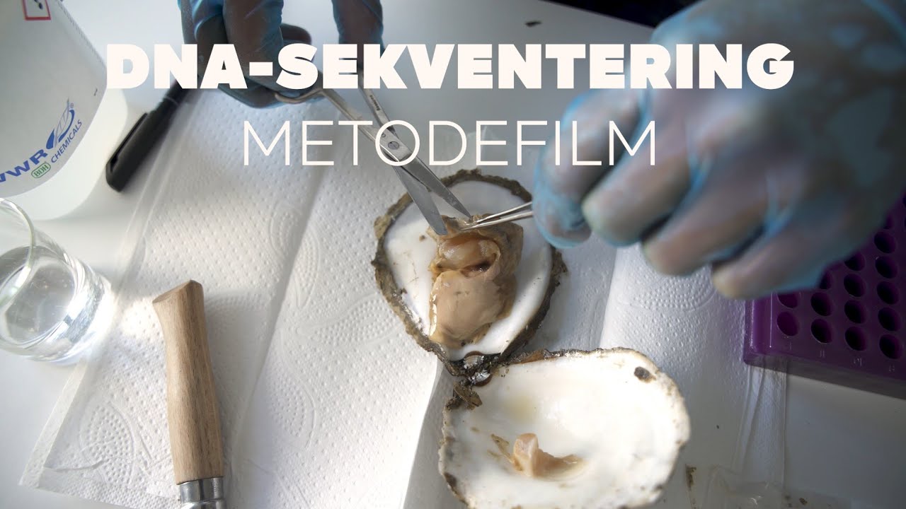 DNA-sekventering - metodefilm