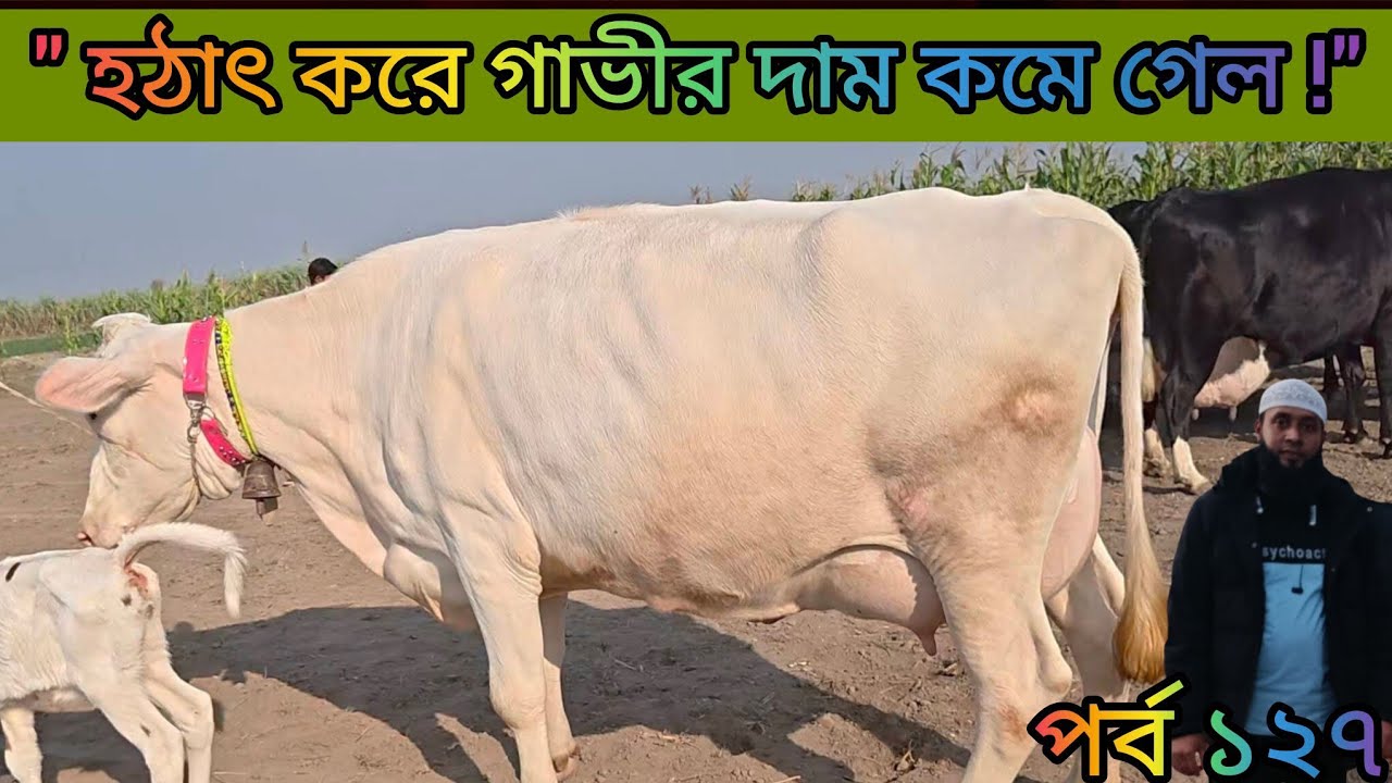 হঠাৎ করে ই কি কমে গেল? গাভীর দাম!🤦‍♂️ দেখুন -01858511515