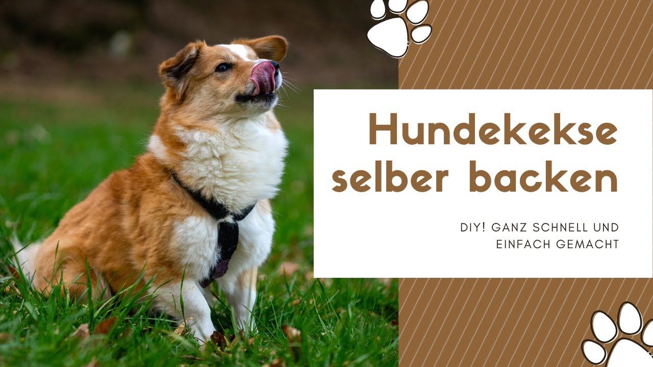 Hundekekse selber backen - DIY! Ganz einfach und schnell gemacht