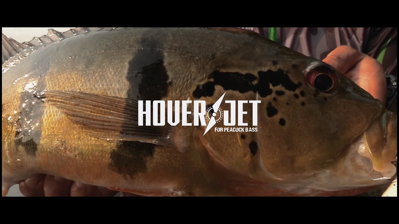 Topwater Peacock Bass with the BONE Hoverjet 130F