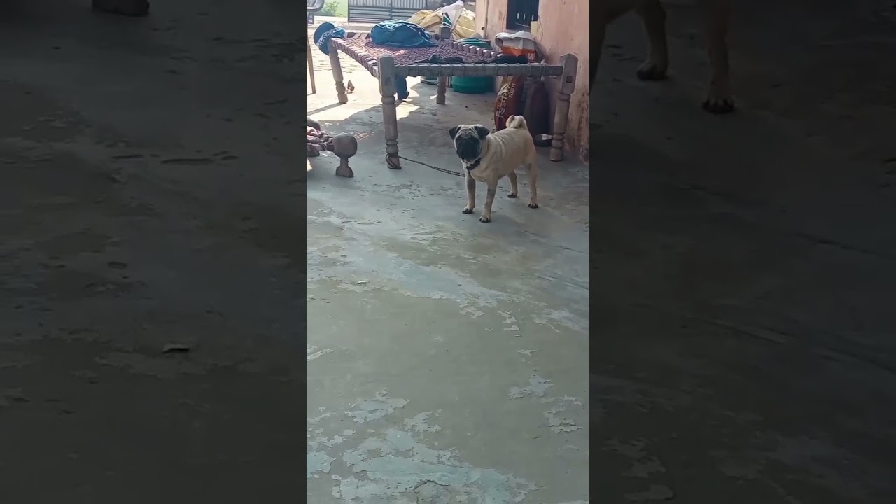 lokki manu kanda gogalo moglo Subscribe Pitbull aa da shonke Pug dog video