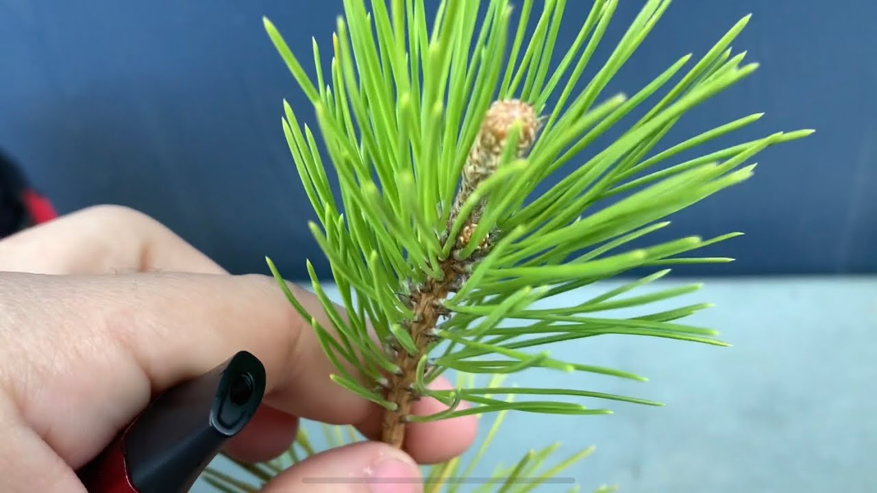 Repotting And Wiring My Mikawa Japanese Black Pine Seedling (04/17/22)