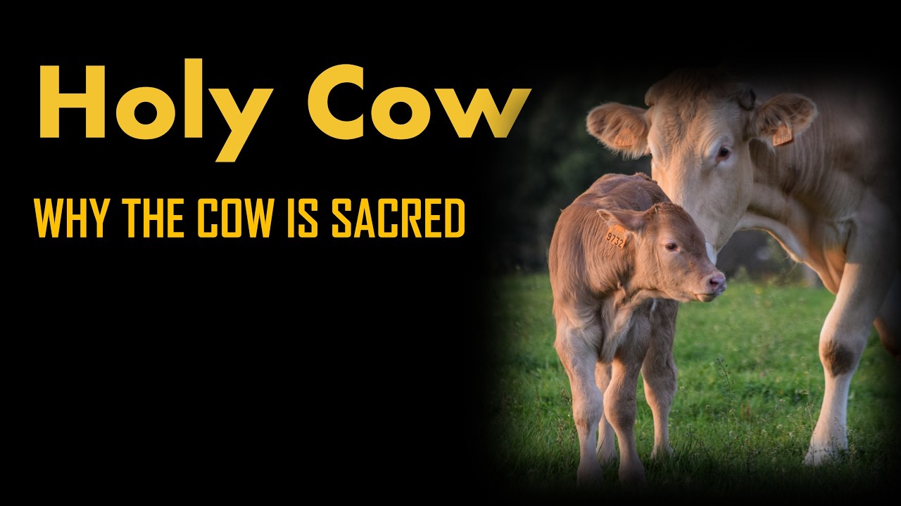 Worship the cow? The symbolism of the sacred cow (go) in Hinduism - The Dharmic Perspective