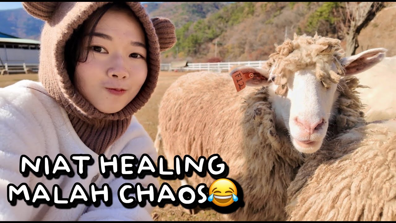 Main ke Kandang Domba di Korea🐑