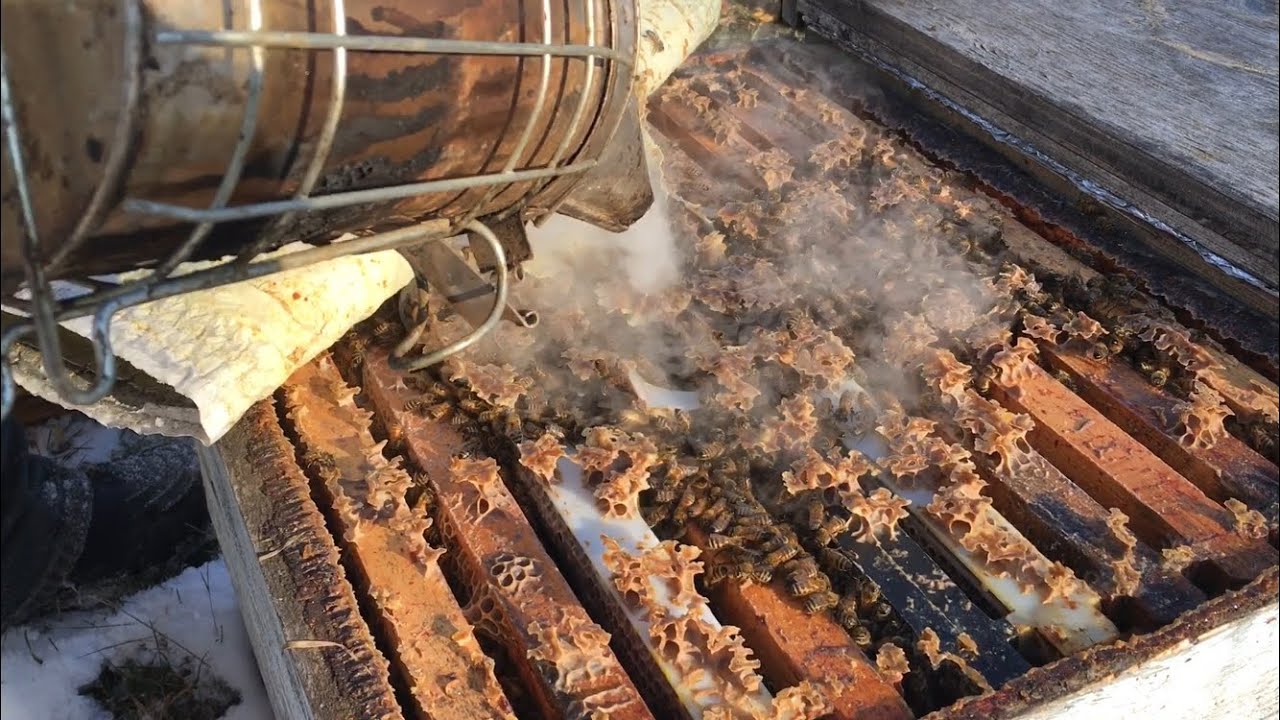 Dead Mites after Oxalic Acid Vapour Treatment  - November 7 2019