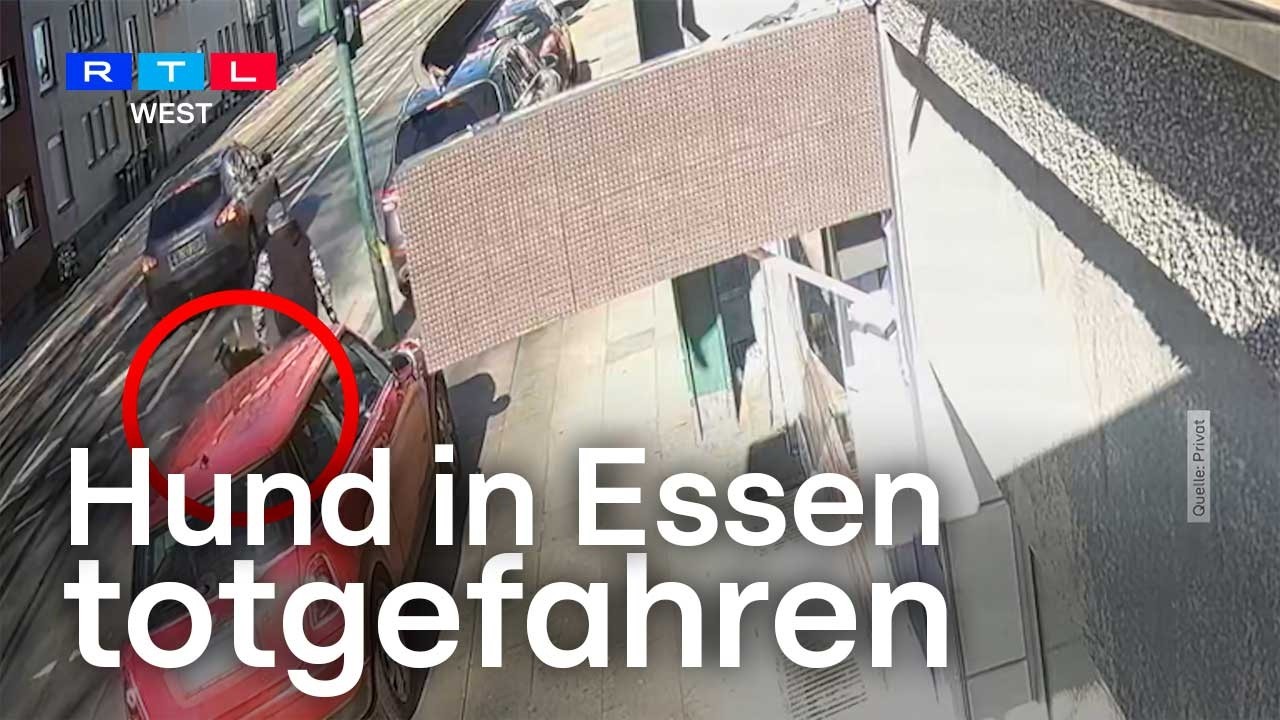 Hund totgefahren – Überwachungsvideo zeigt Vorfall in Essen | RTL WEST