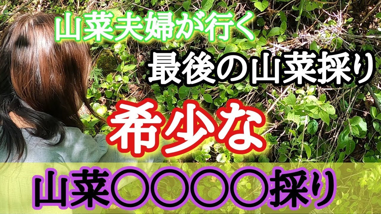 【山菜採り】2024年最後の山菜採りへ山菜夫婦が行く。