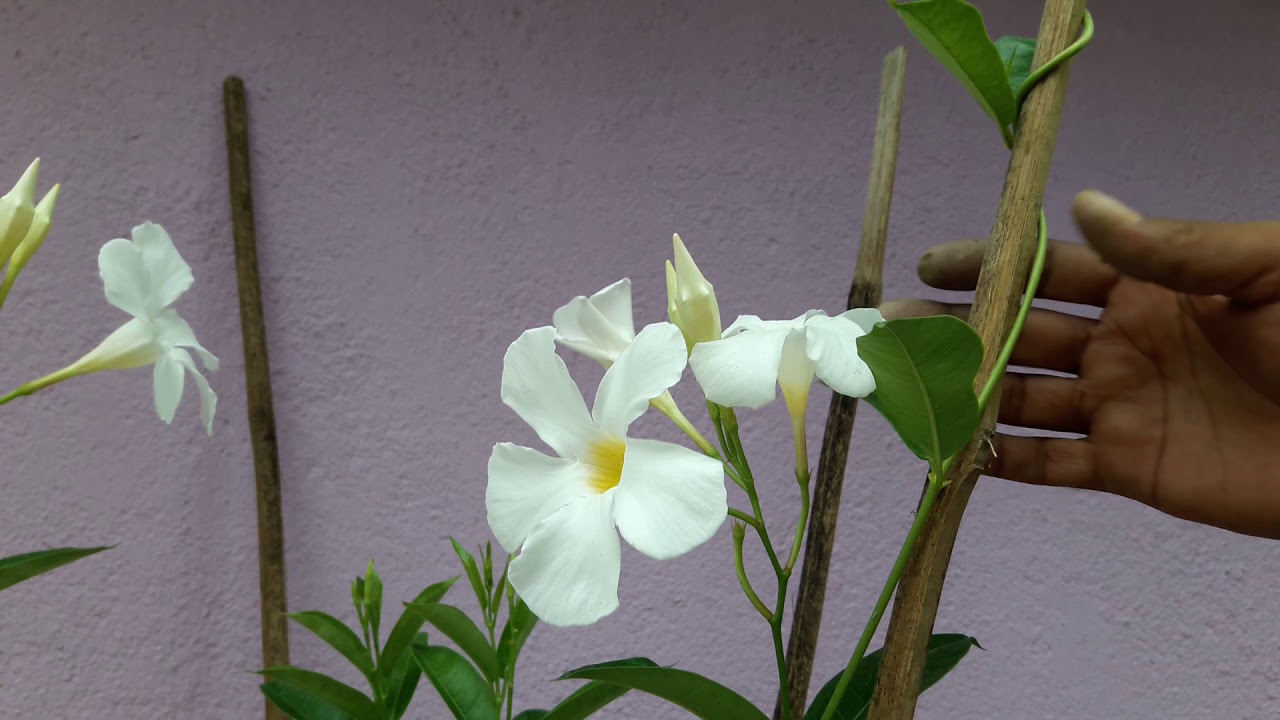 ম্যান্ডেভিলা: লতানো গাছটিতে প্রচুর ফুল পাওয়ার উপায়