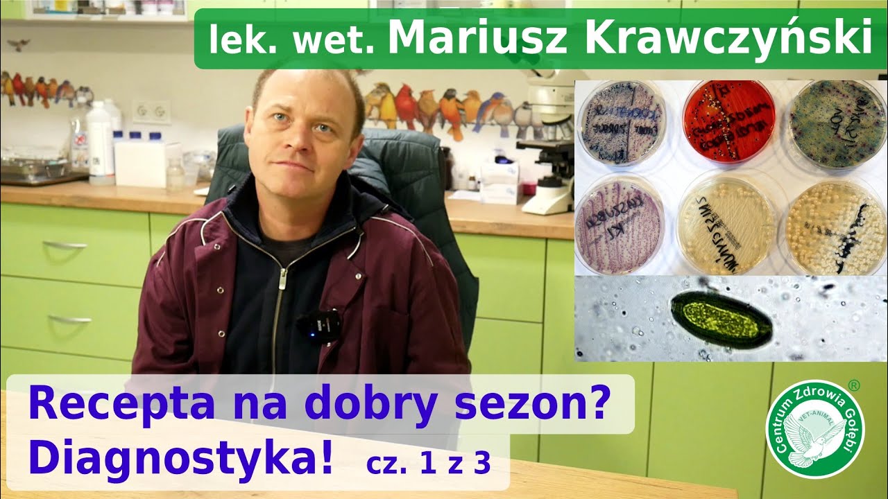 Gołąb przed szczepieniem MUSI BYĆ ZDROWY! Specjalista chorób ptaków lek. wet. M. Krawczyński cz. 1