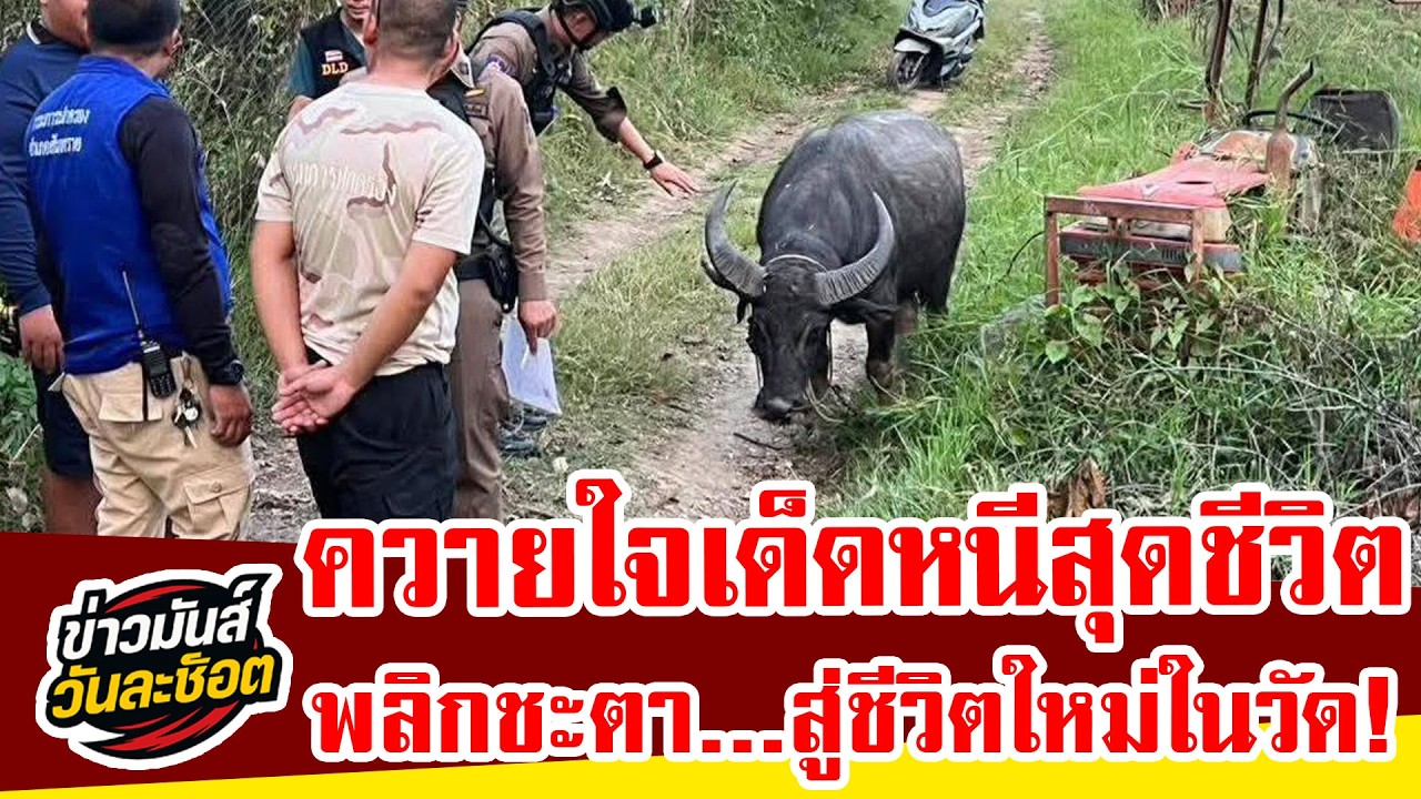 สู้จนรอด! ควายใจเด็ดวิ่งหนีก่อนถูกเชือด ตำรวจสันทรายควักเงินไถ่ให้รอด