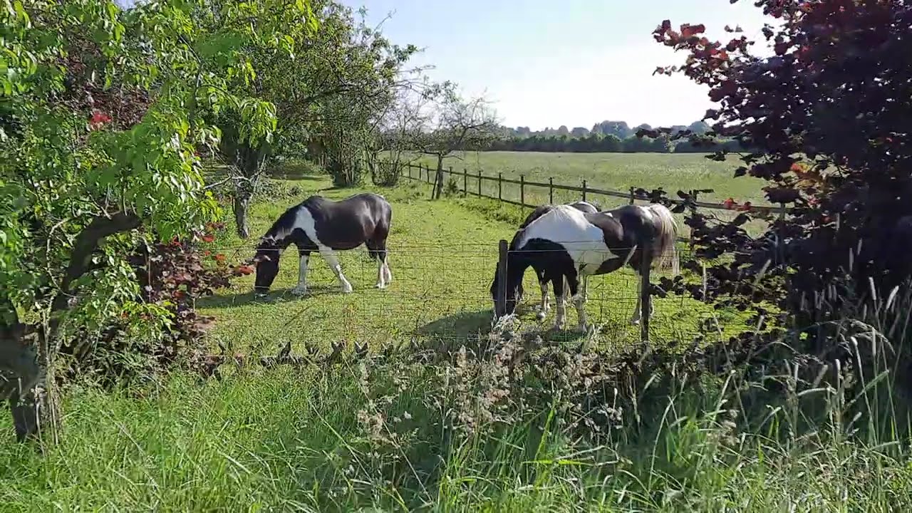 Tinker, a very special horse breed
