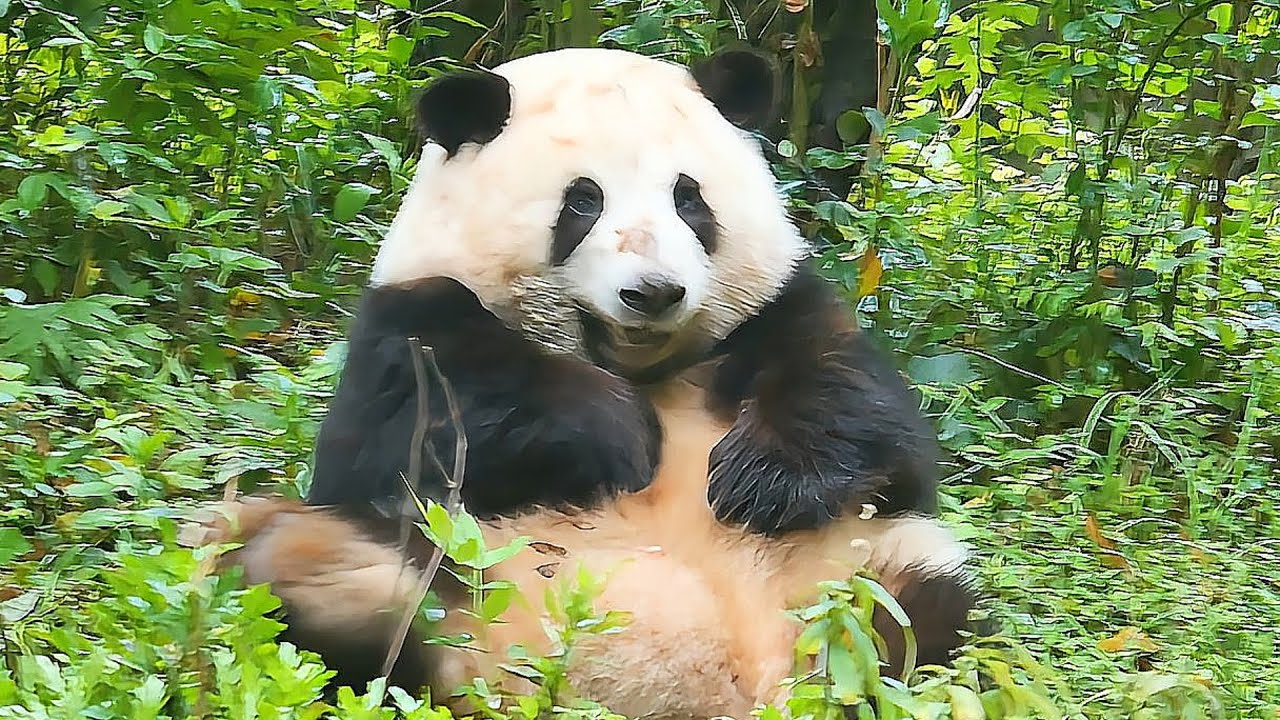 Rolling HeHua is the most carefree, adorable little creature in the entire world 🌸🌸🥰