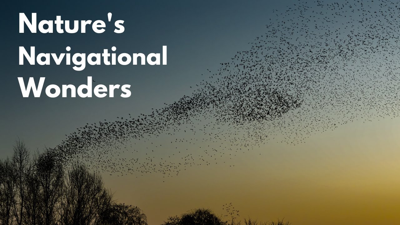 How Animals Use the Earth's Magnetic Field for Navigation