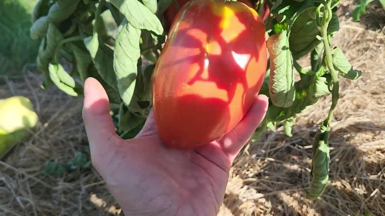 Mes variétés de tomates 2025