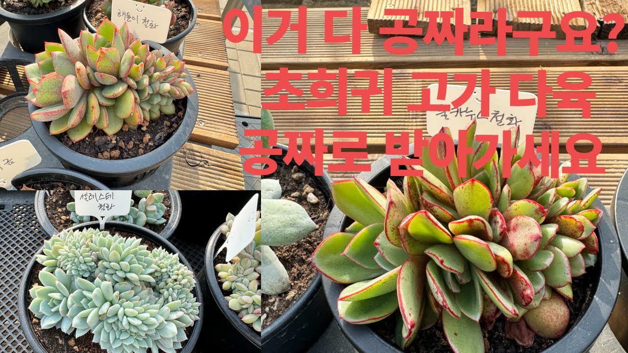 고가의 다육이들 공짜로 뿌립니다. #미친농부