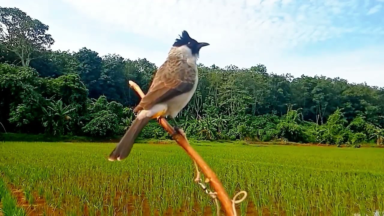 Suara burung pikat kutilang memanggil burung liar!