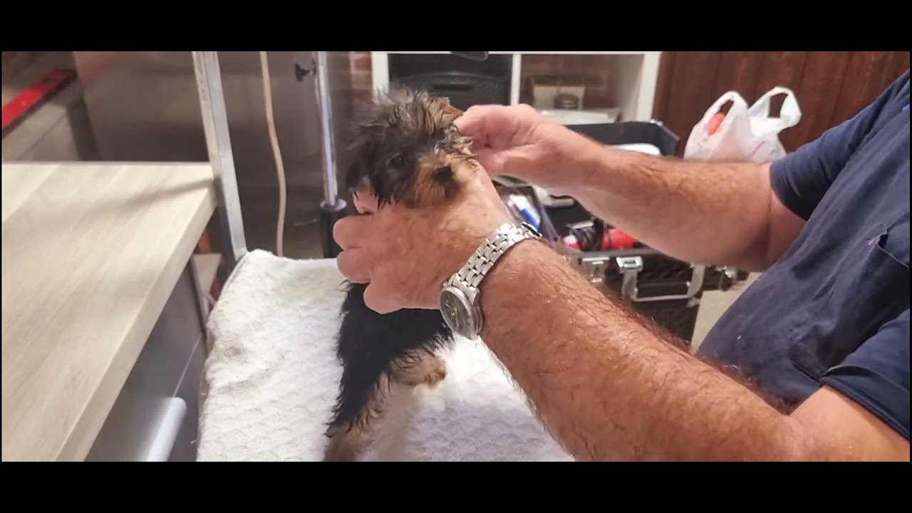 Baño, secado y arreglo de un cachorro de Yorkshire Terrier de Coramonte